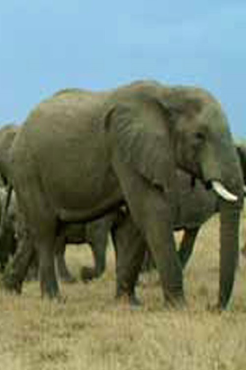 Вода и оган (2008) poster