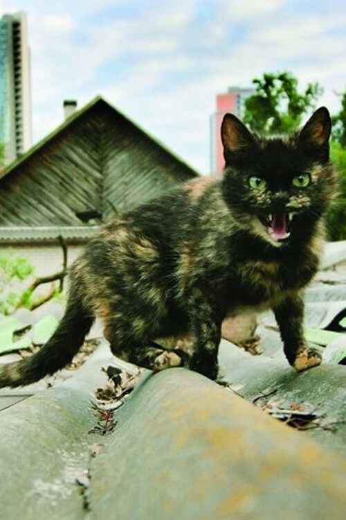 Shanghai Banzai (2010) poster