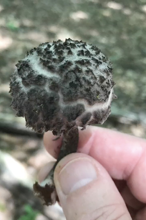 EROS BDAY MUSH.mov (2022) poster