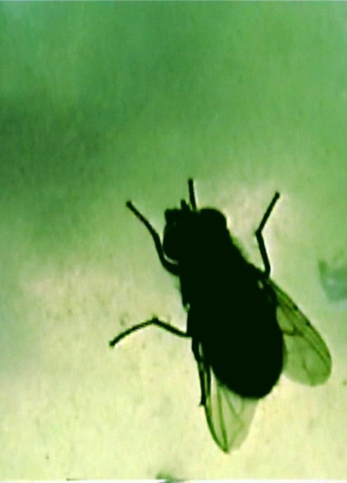 Octagon (2020) poster