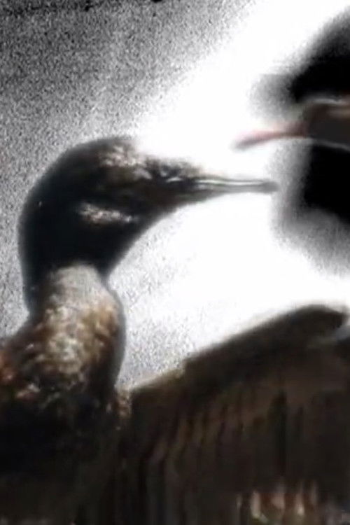 Che Uñüm (Gente Pájaro) (2007) poster