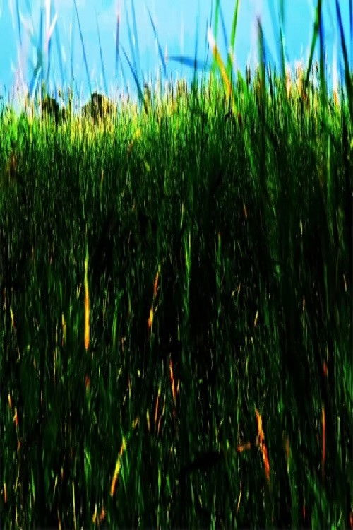 Illegal_its Impact on the Body (2016) poster