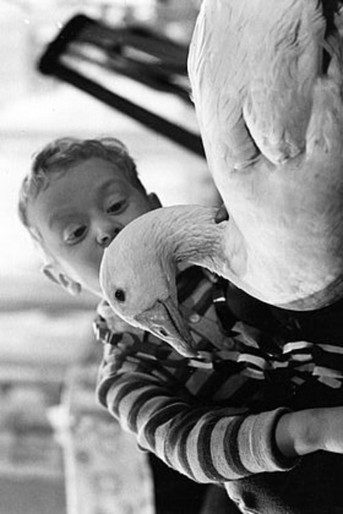 Peterle und die Weihnachtsgans Auguste (1964) poster