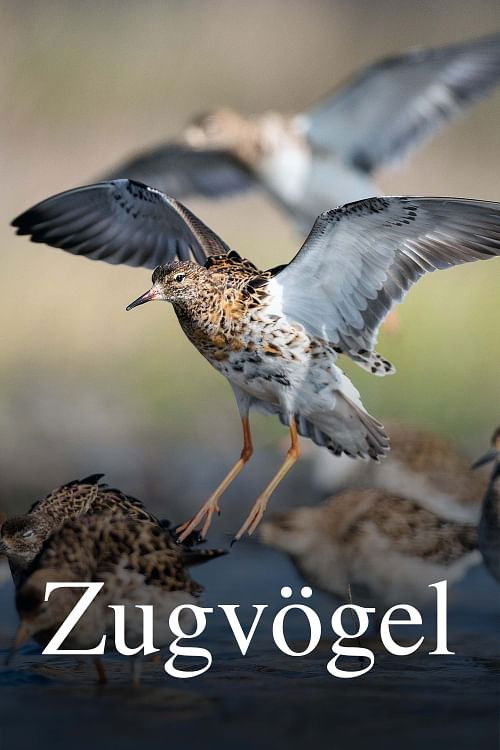 Zugvögel - Ein Jahr vergeht im Flug (2023) poster
