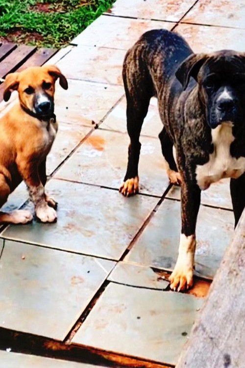 Almas Silenciosas (2023) poster