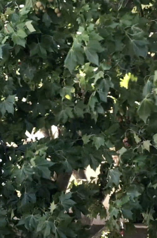 A Small Object between Pollet and Ponge, an Egg (2020) poster