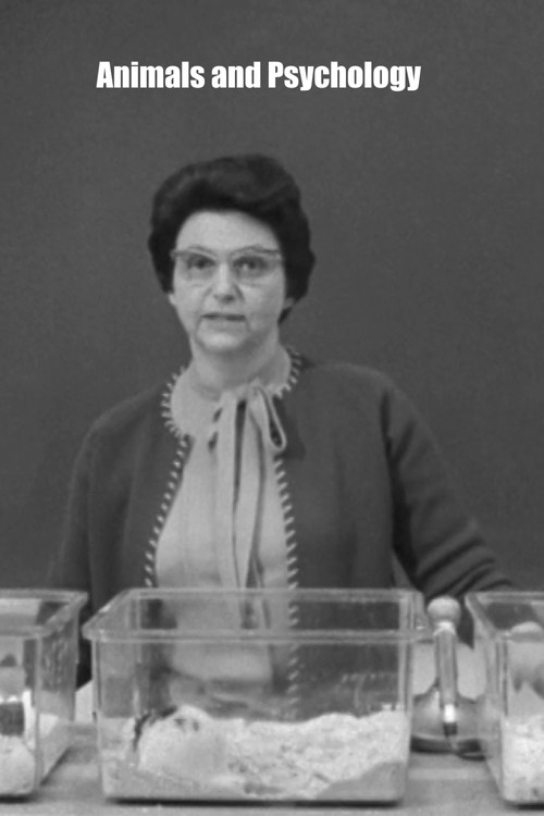 Animals and Psychology (1965) poster