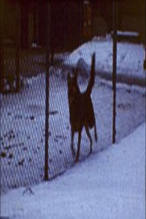 Film Diary #4 (Forest Lawn Cemetery) (2024) poster