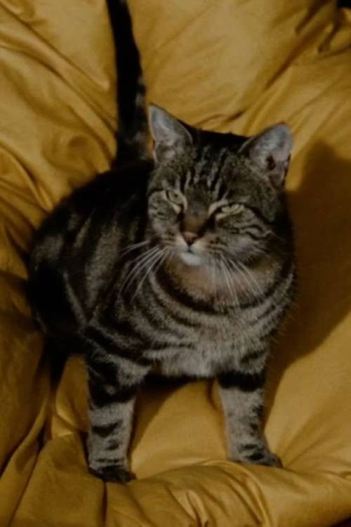 No animal (2022) poster