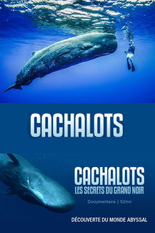 Cachalots, les Secrets du Grand Noir (2005) poster