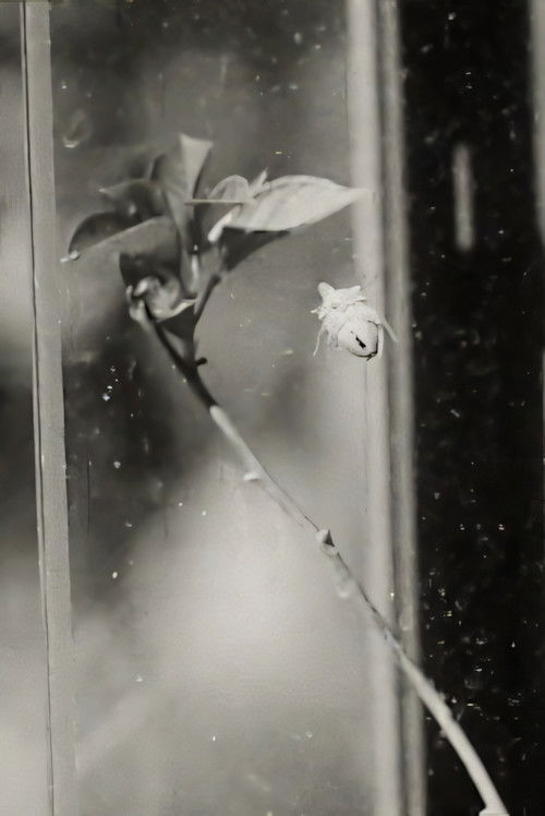 Glasshouse (1964) poster