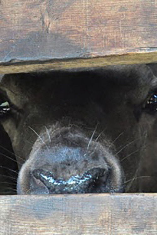 The Season When Velvet Antlers Get Ripe (2019) poster