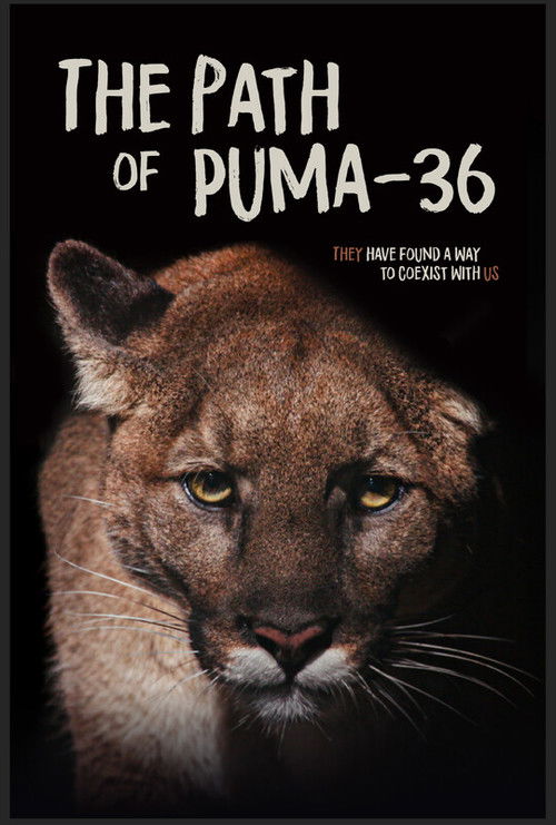 The Path of Puma-36 (2025) poster
