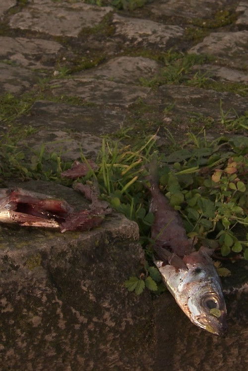 There's a Cat Here (2019) poster