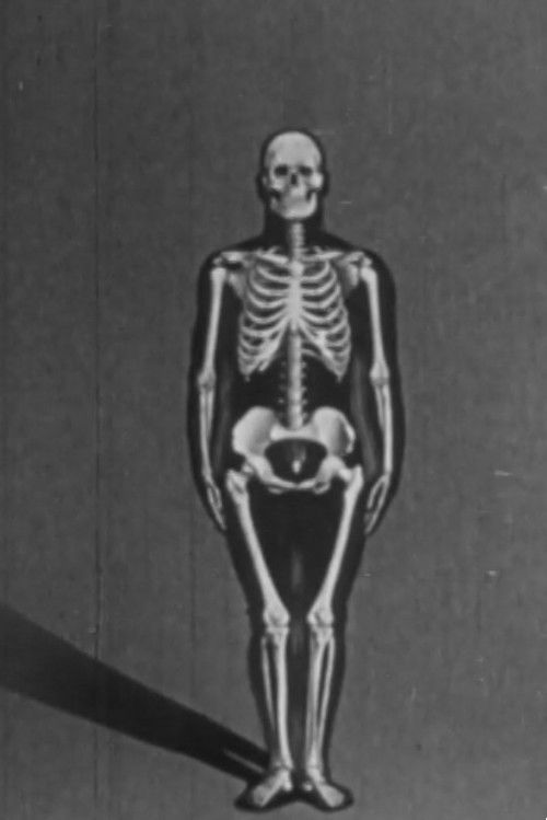 Human skeleton, structure and joints - Part I (1951) poster