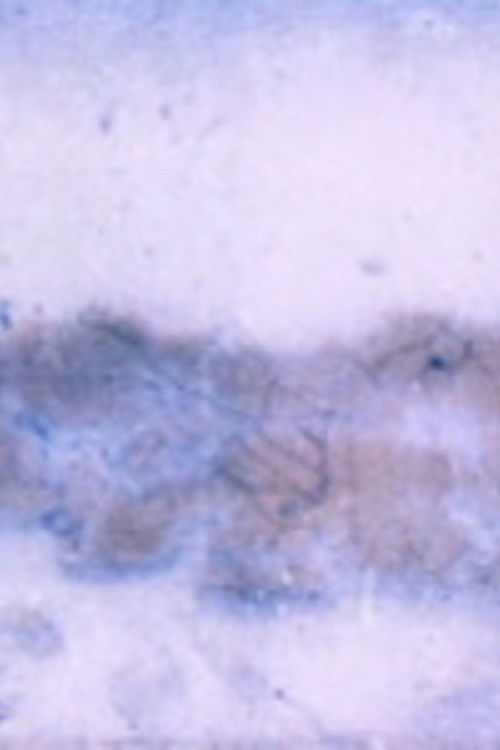 To the Beach (1999) poster