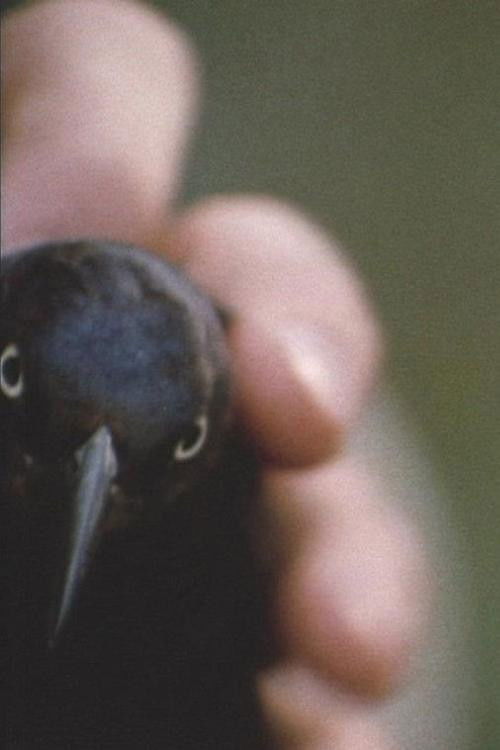 The Birdpeople poster