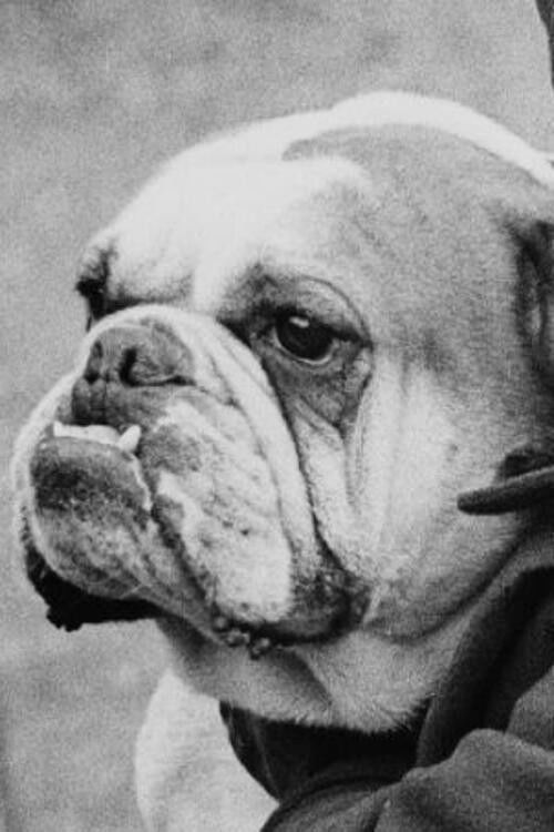 A Cat And Dog Life (1928) poster