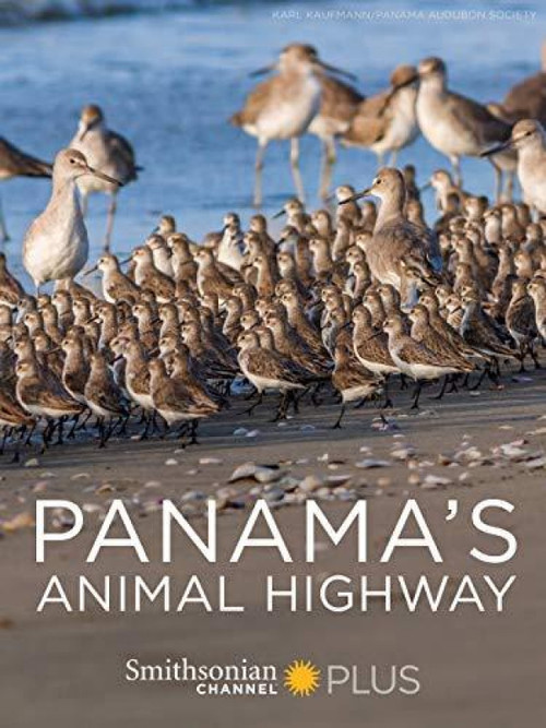 Panama's Animal Highway (2017) poster