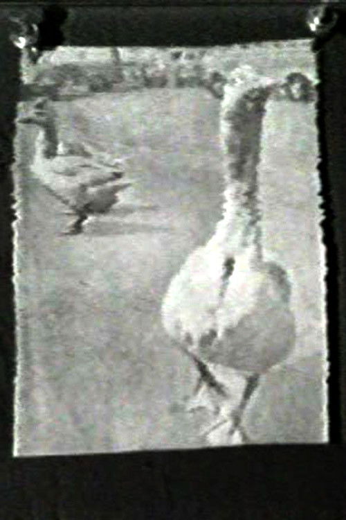 The Meaning of Various News Photos to Ed Henderson (1973) poster