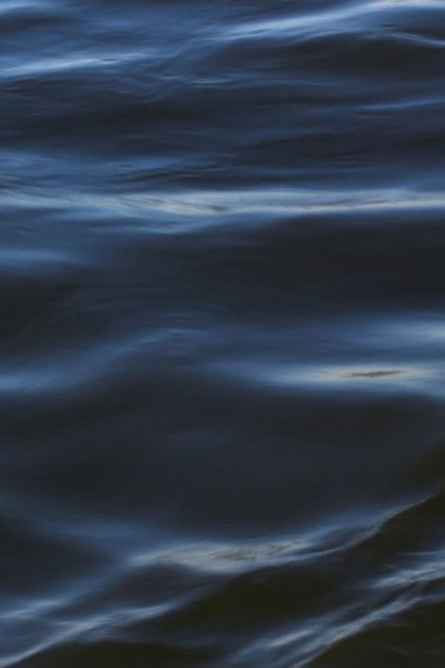 The Flood (2021) poster