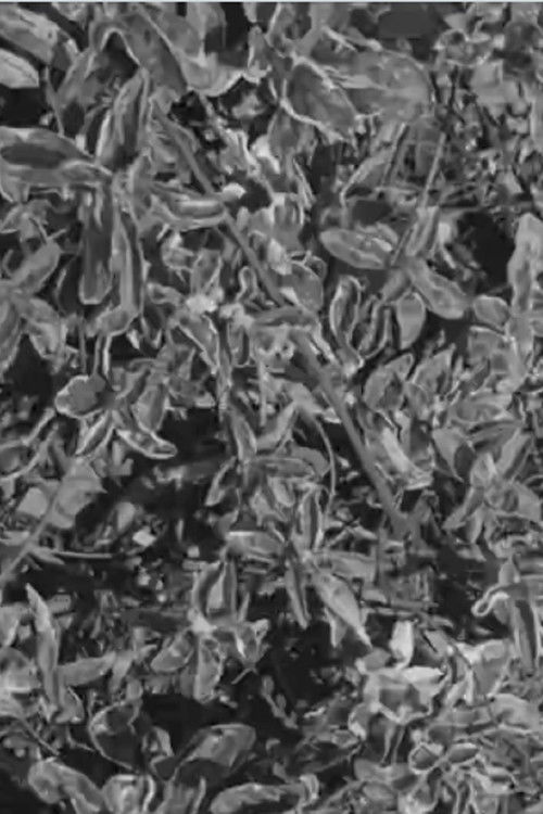 Lumphini 2552 (2009) poster