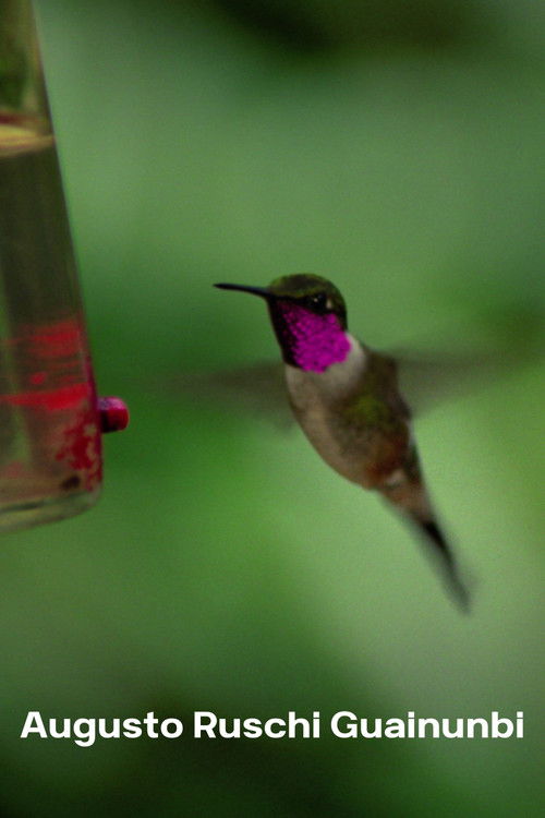 Augusto Ruschi Guainunbi (1979) poster