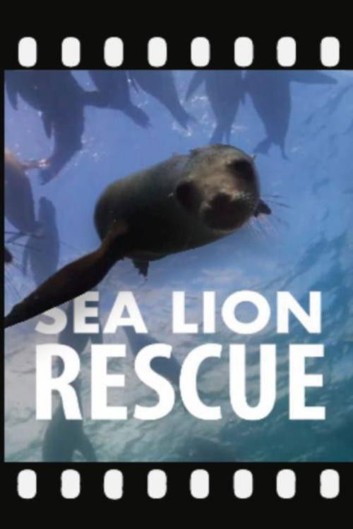 Sea Lion Rescue (2020) poster