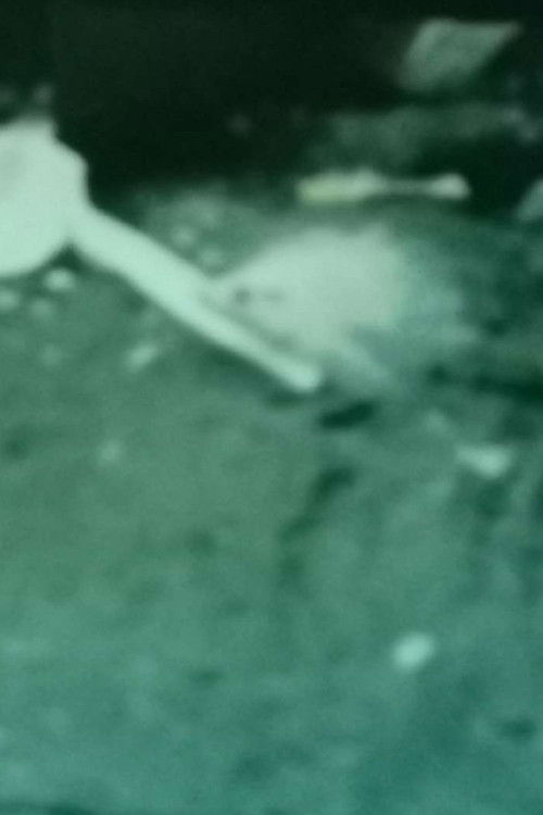 Mike frolics (2023) poster