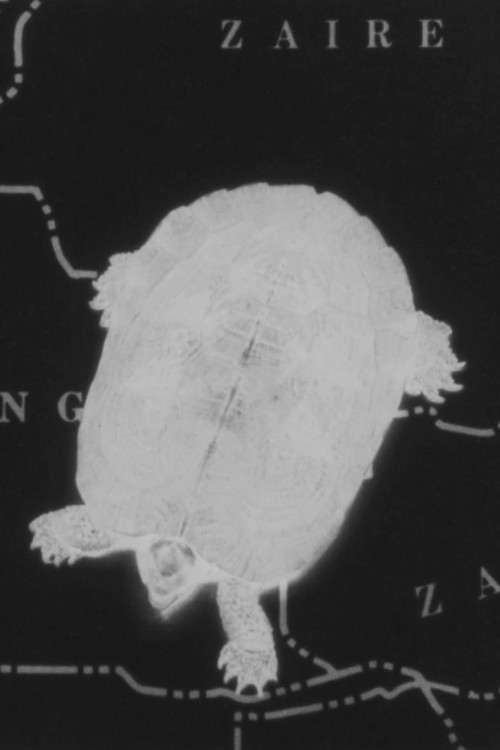 Turtle Dreams (1987) poster