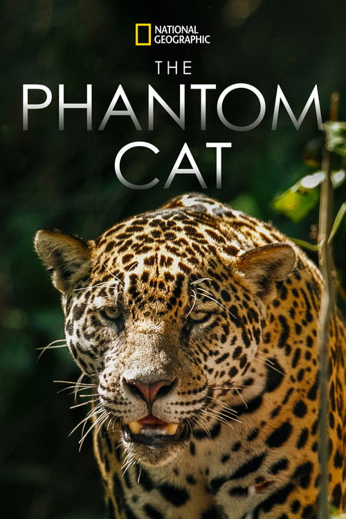The Phantom Cat (2011) poster