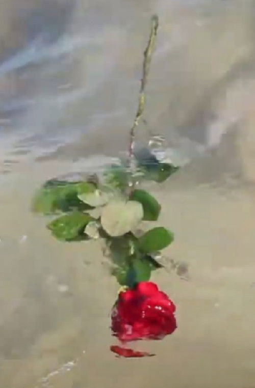 A Red, Red Rose (2020) poster