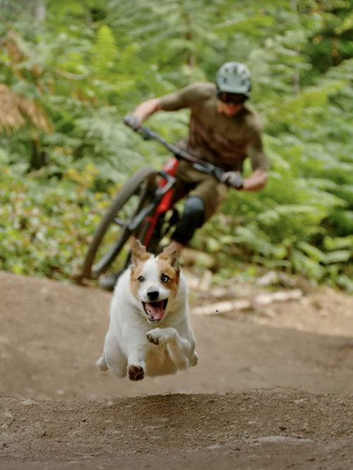 A Dog's Tale (2021) poster