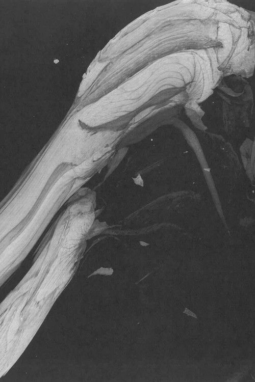 bouquet (2025) poster