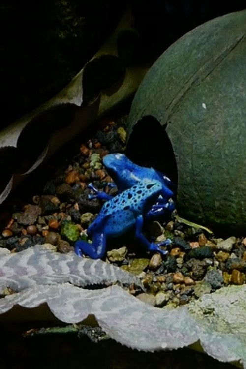 Prelude of the Moving Zoo (2020) poster