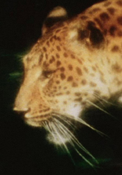 Leopard (2012) poster