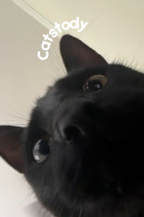 Catstody (2025) poster