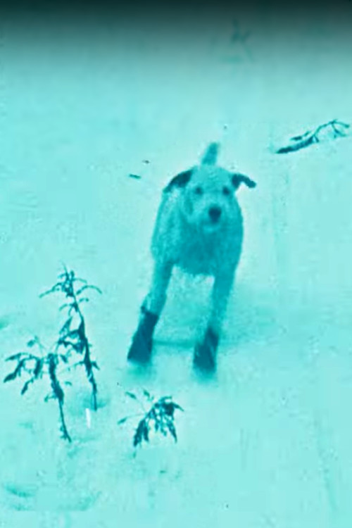 A Winter's Tale (1922) poster