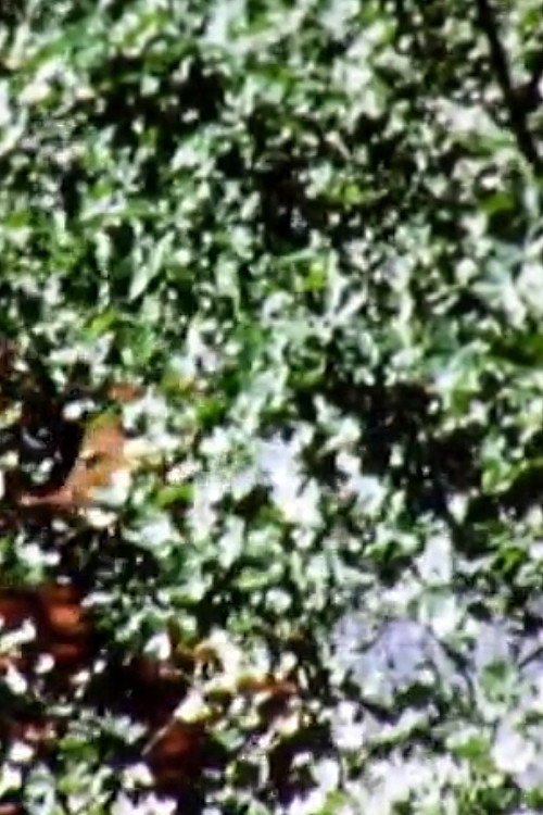 Leaves (1973) poster