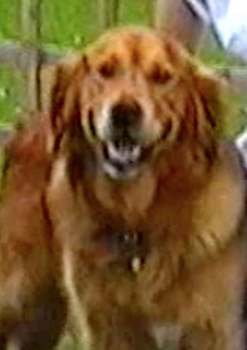 Puffin & Holly (2022) poster