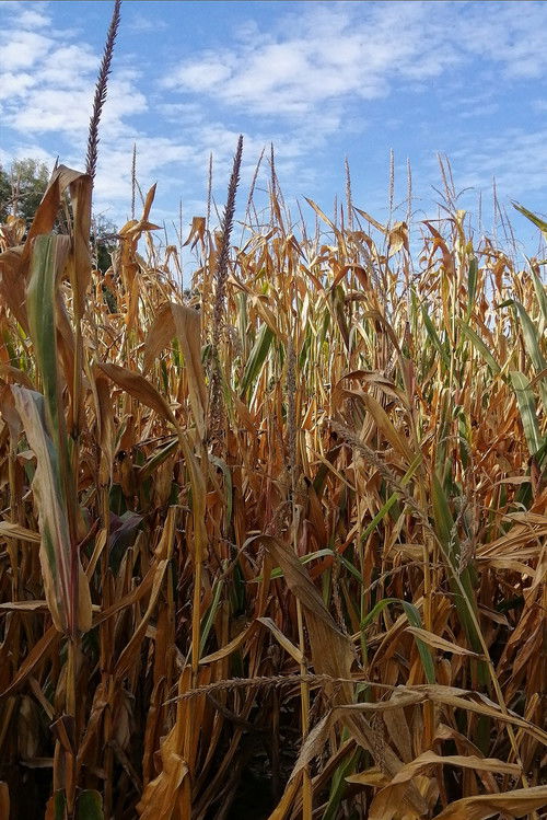 Le Temple d'Auguste et de Livie vu près de Saint-Prim (2025) poster