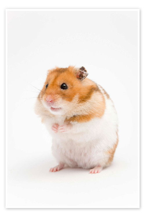 The Intervention (2025) poster