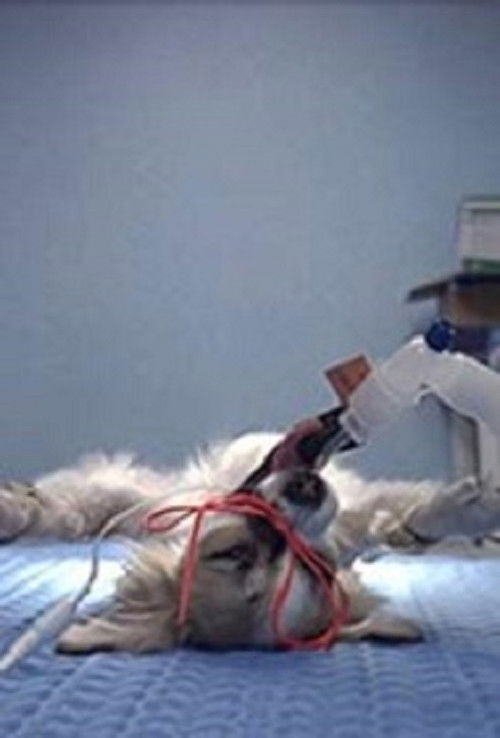 Animals Under Anaesthesia: Speculations on the Dreamlife of Beasts (2018) poster