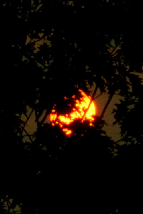 Wildflowers (2023) poster