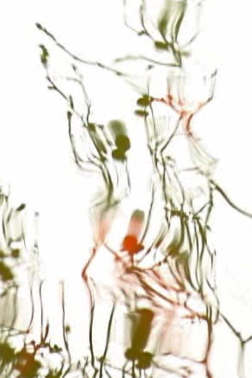 voisin (2005) poster