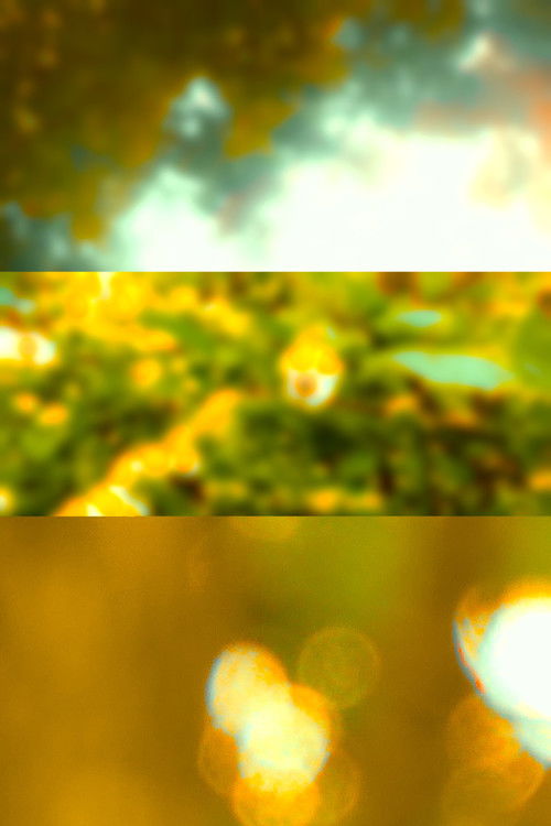 Abstractions of Light and Flowers into Atmospheres of Light poster