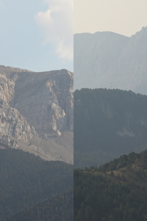 untitled (petal) (2025) poster