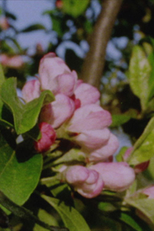 Autumn Rush for Kurt Kren and Winter and Spring and Summer (2003) poster