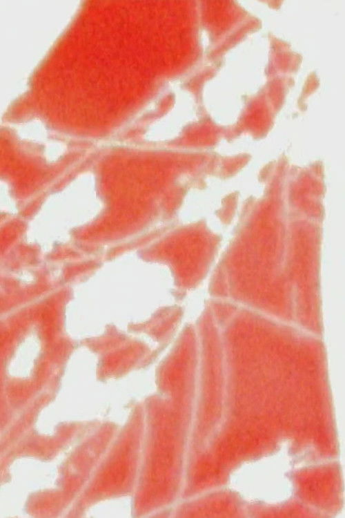 4 dreams, 4 gardens (2002) poster