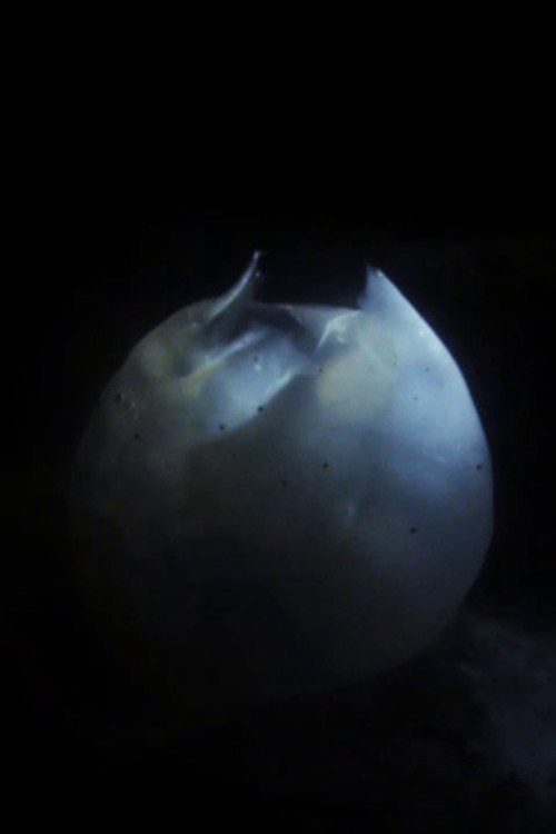 Mulldjuret (2012) poster